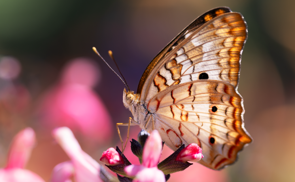 butterfly, insect, white peacock butterfly, beautiful flowers, pollinator, flowers, flower wallpaper, flower background, wings, nature