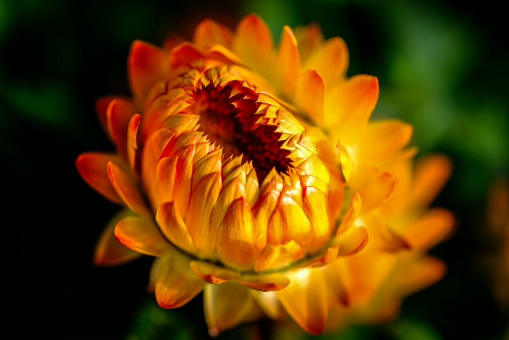 Close-up of a vibrant orange Bracteantha flower in full bloom with green leaves.